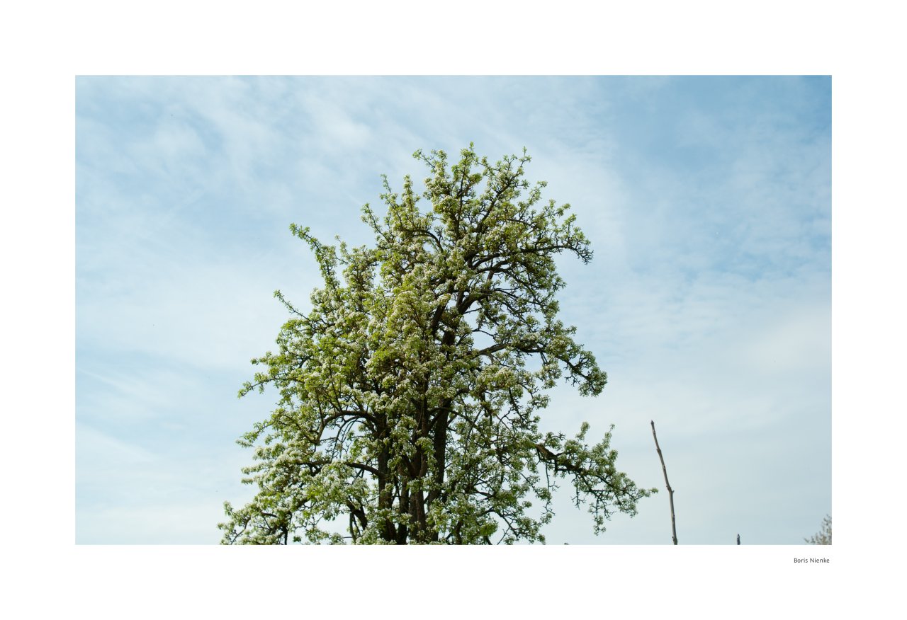Baum in Blüte
