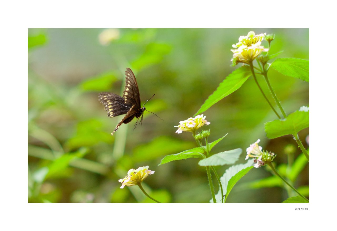 Schmetterling im Flug