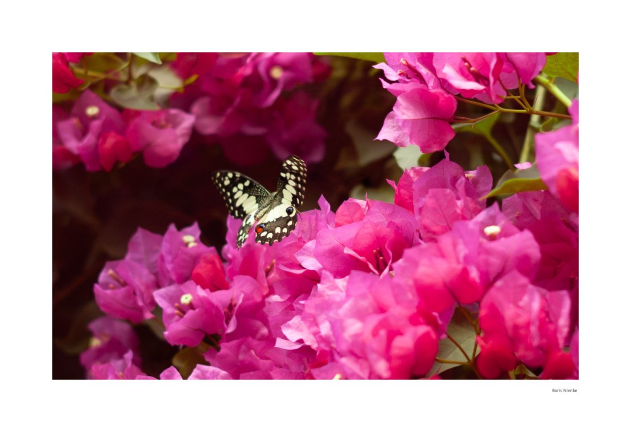 Schmetterling in Bewegung