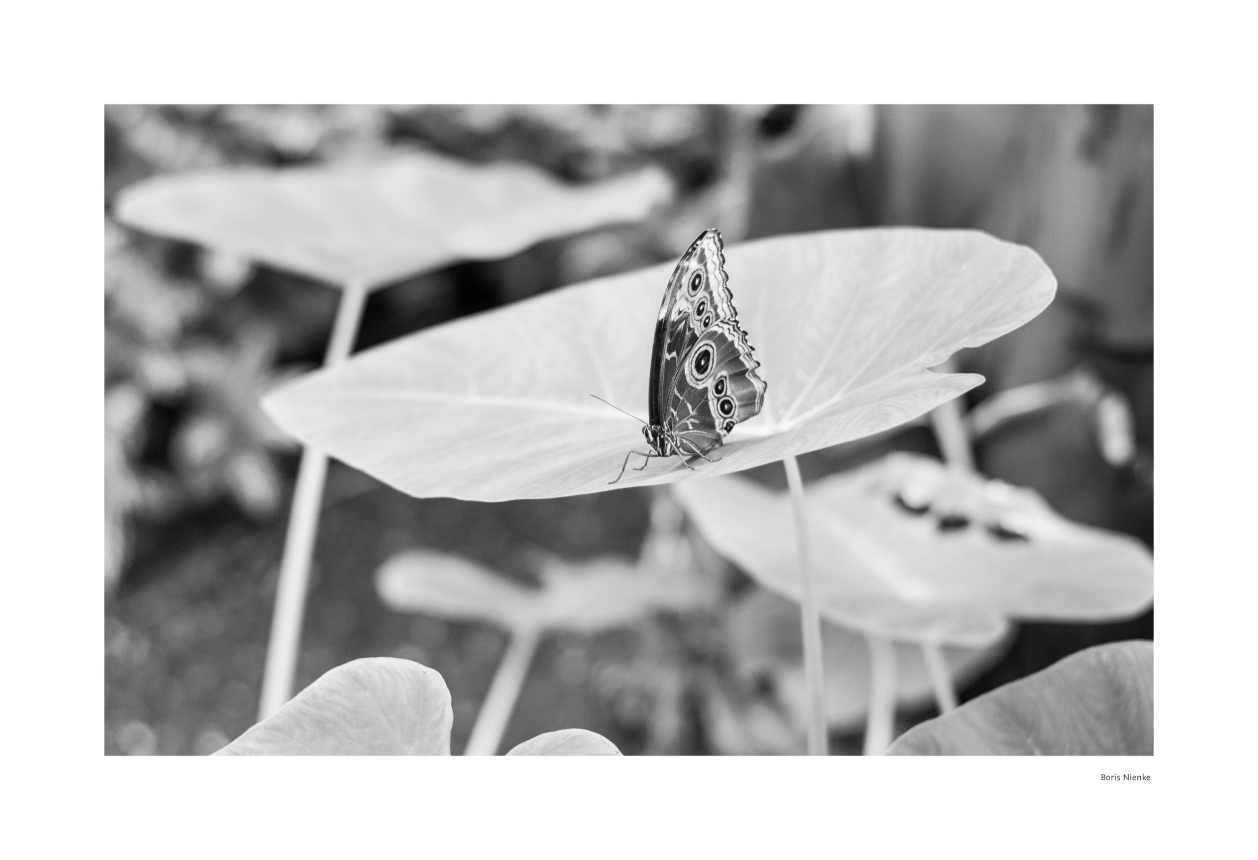 Schmetterling in Schwarz-Weiß