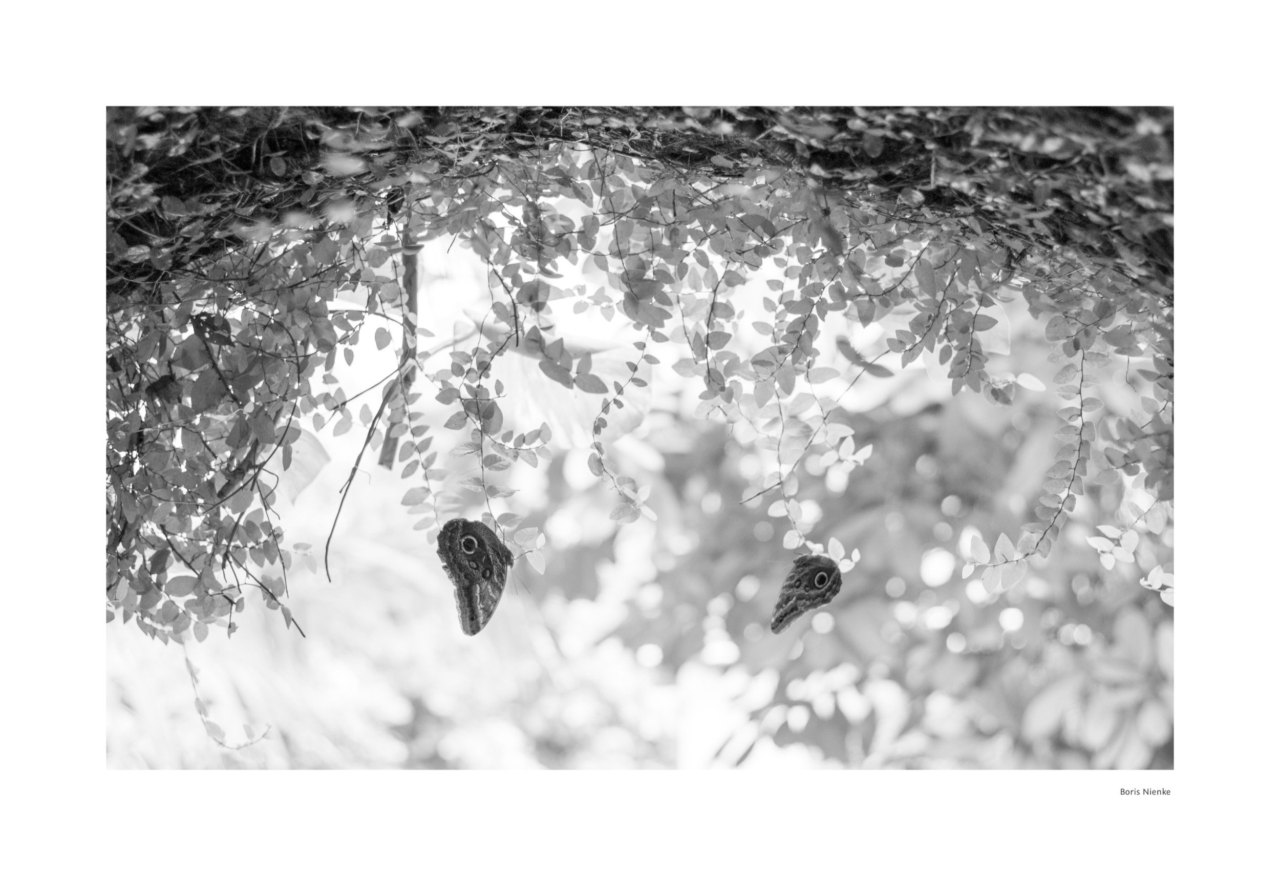 Schmetterling in Schwarz-Weiß