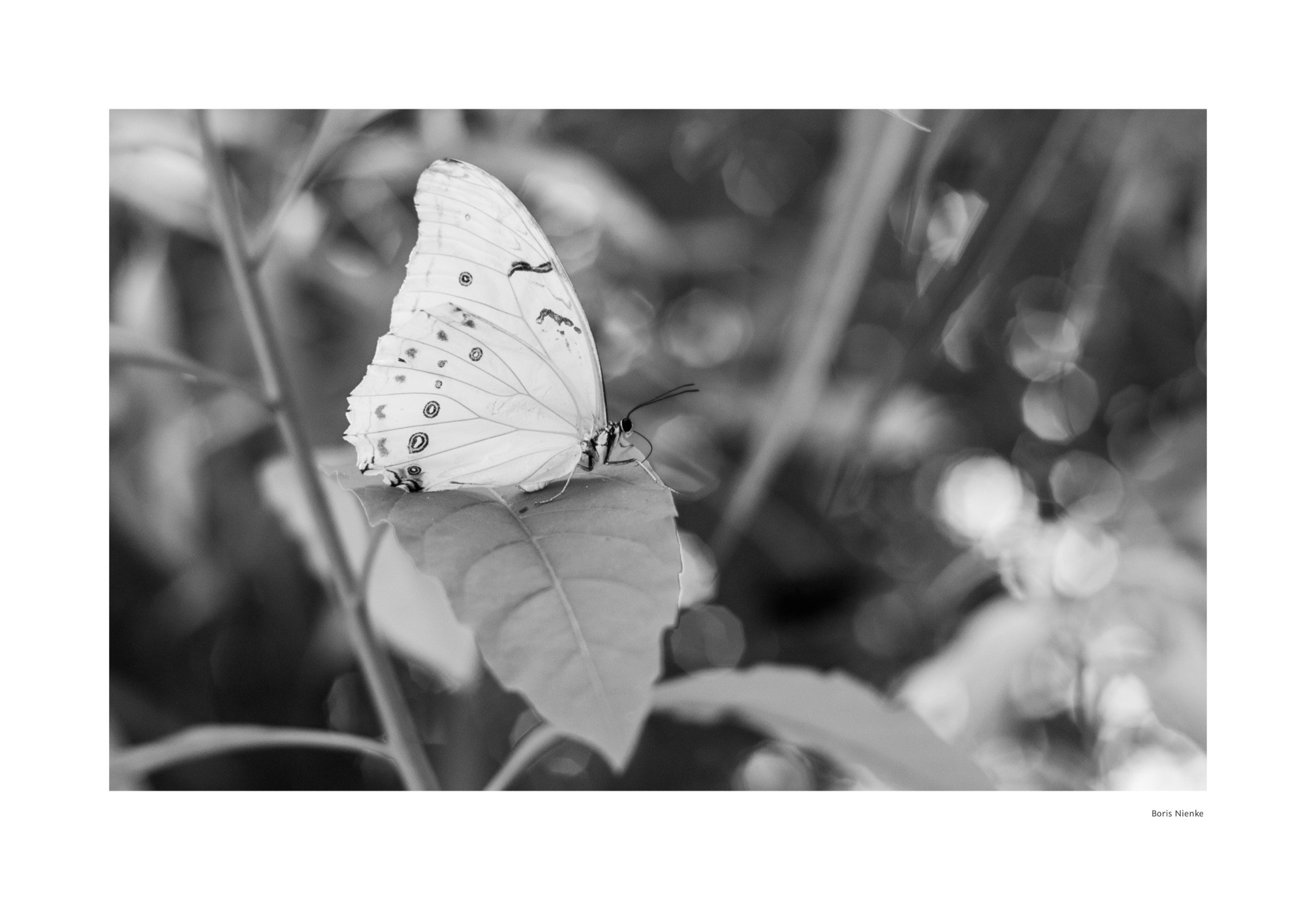 Schmetterling in Schwarz-Weiß