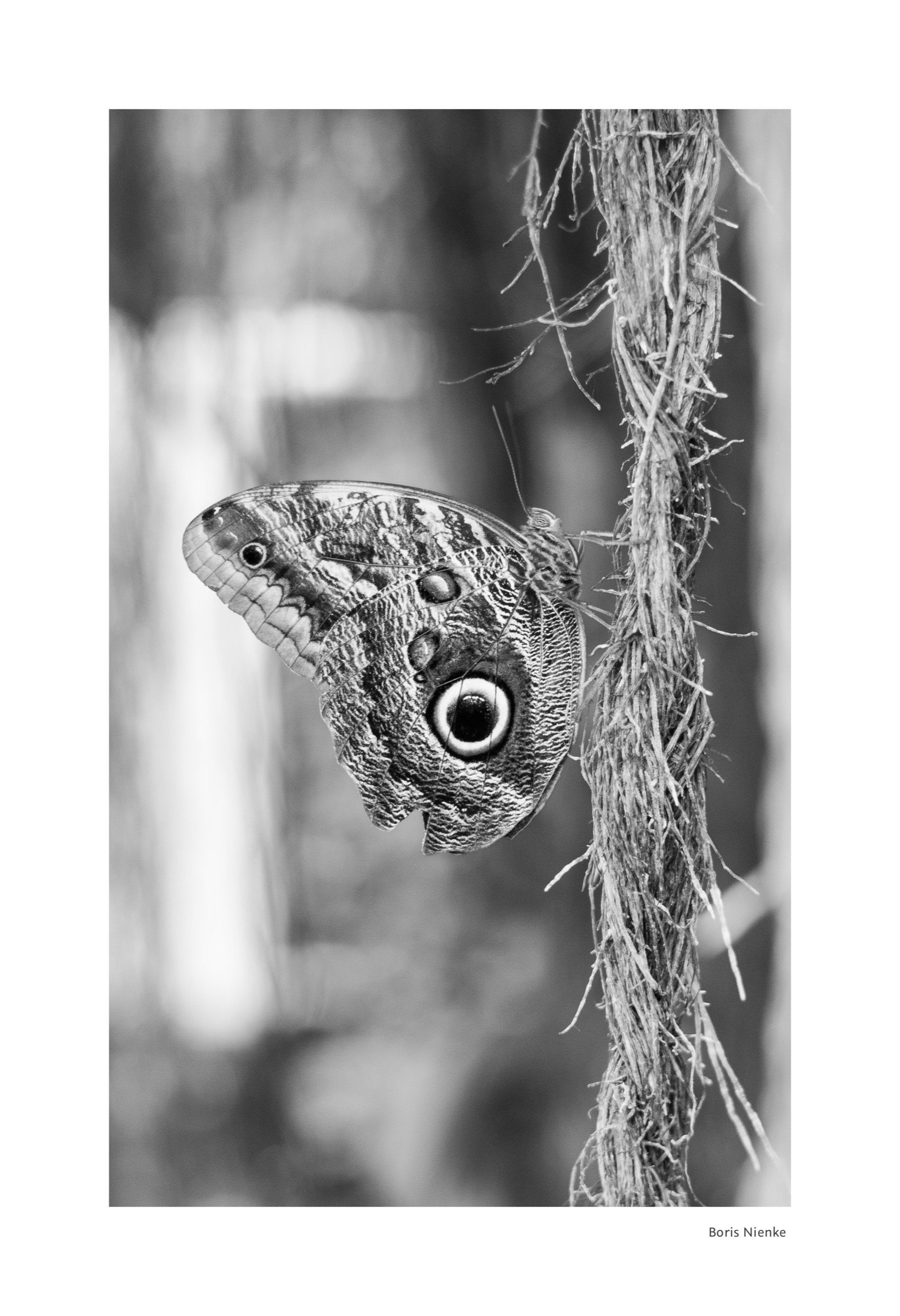 Schmetterling in Schwarz-Weiß