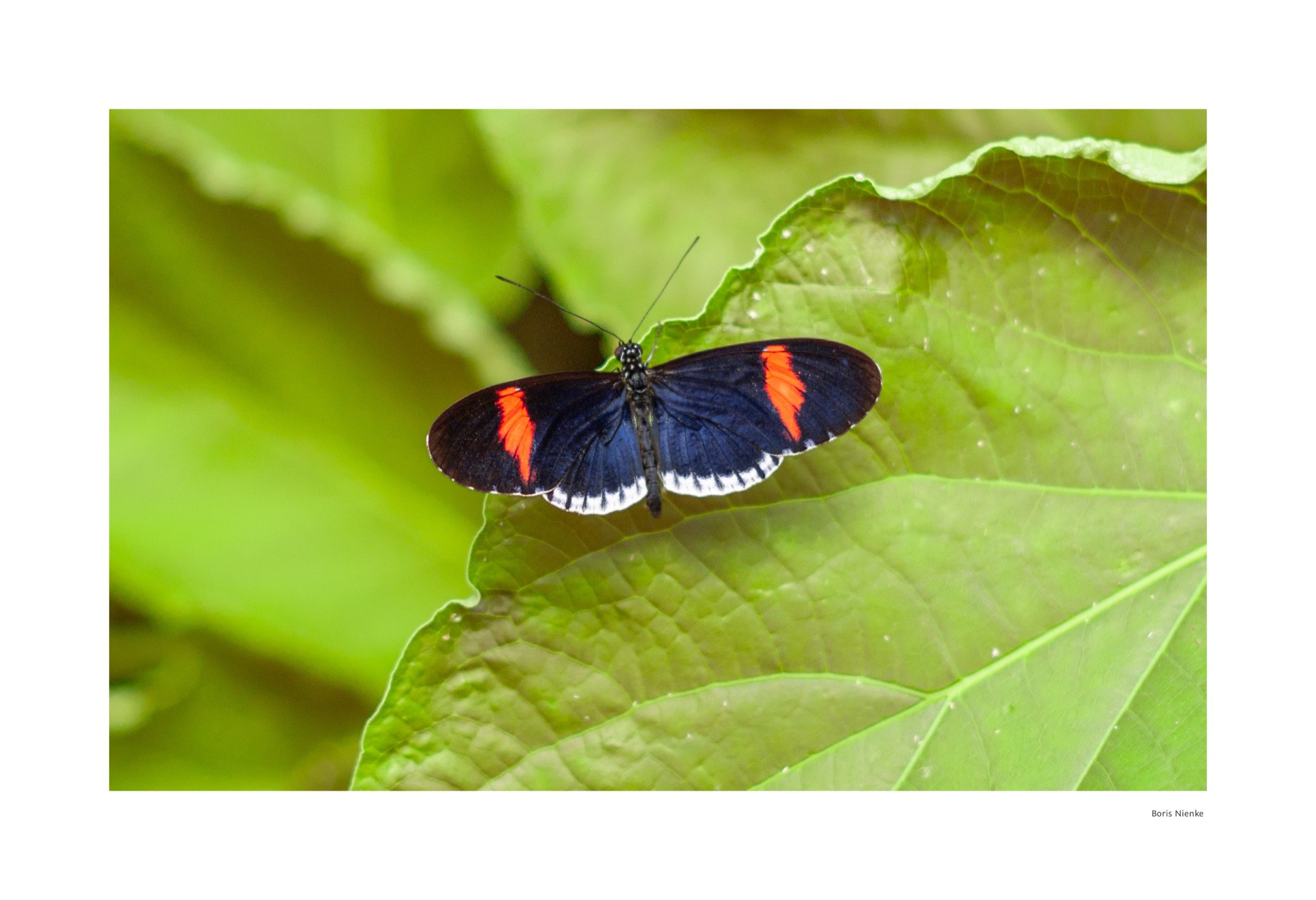Schmetterling schimmert blau