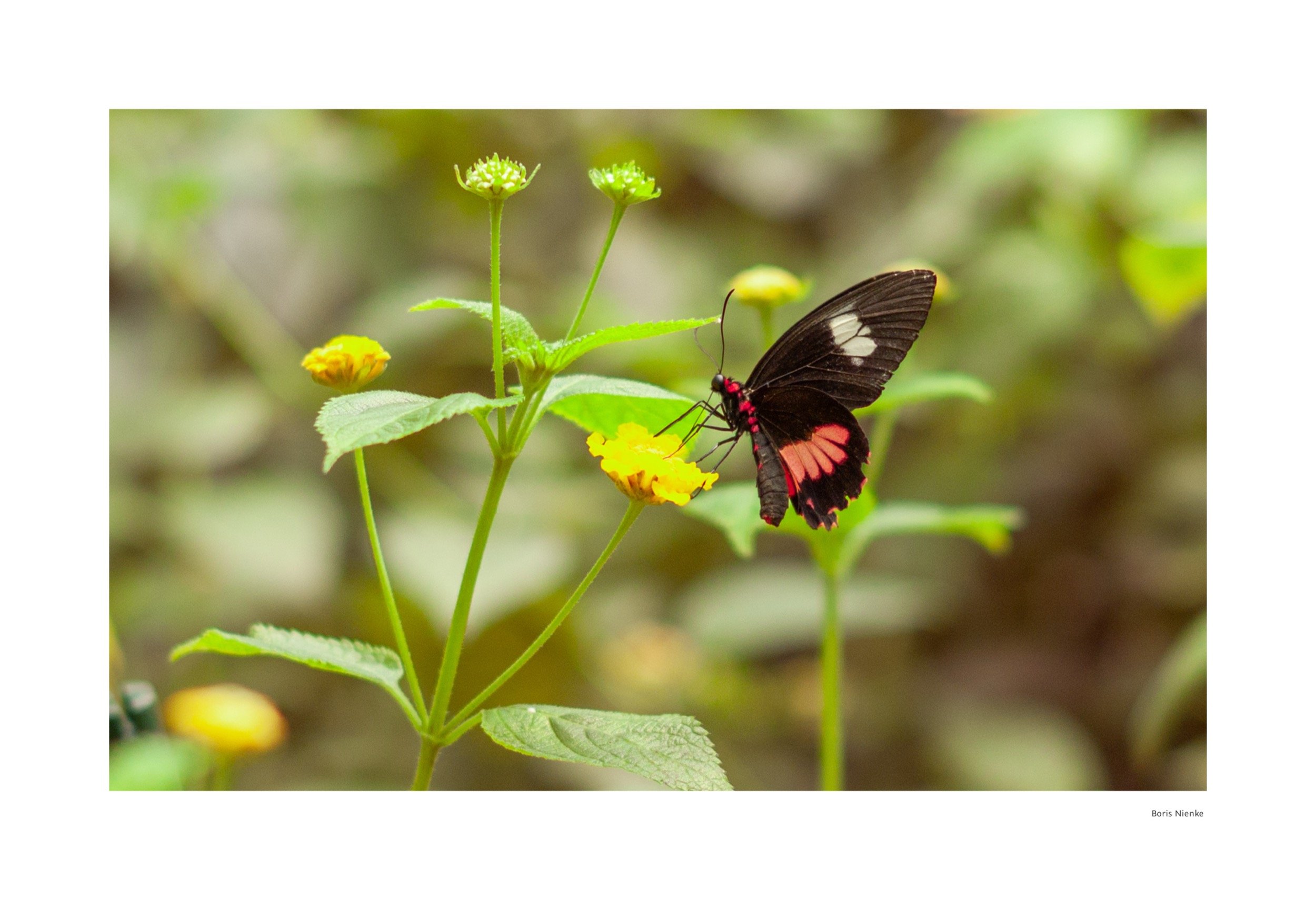 Schmetterling