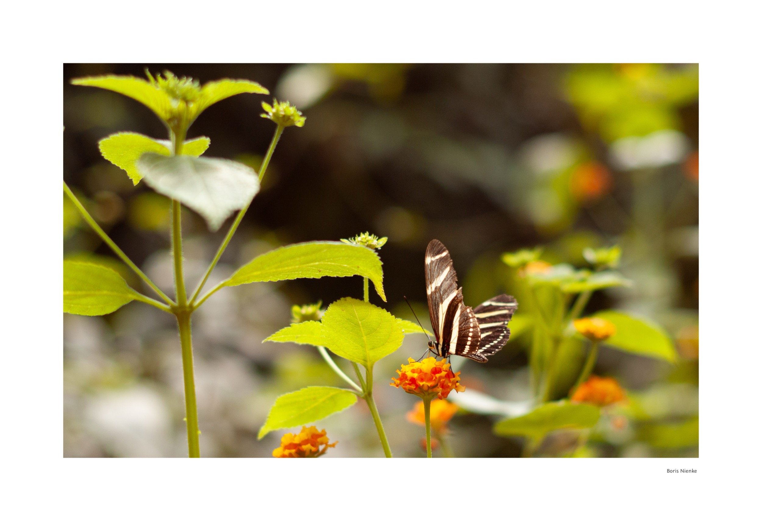 Schmetterlinge