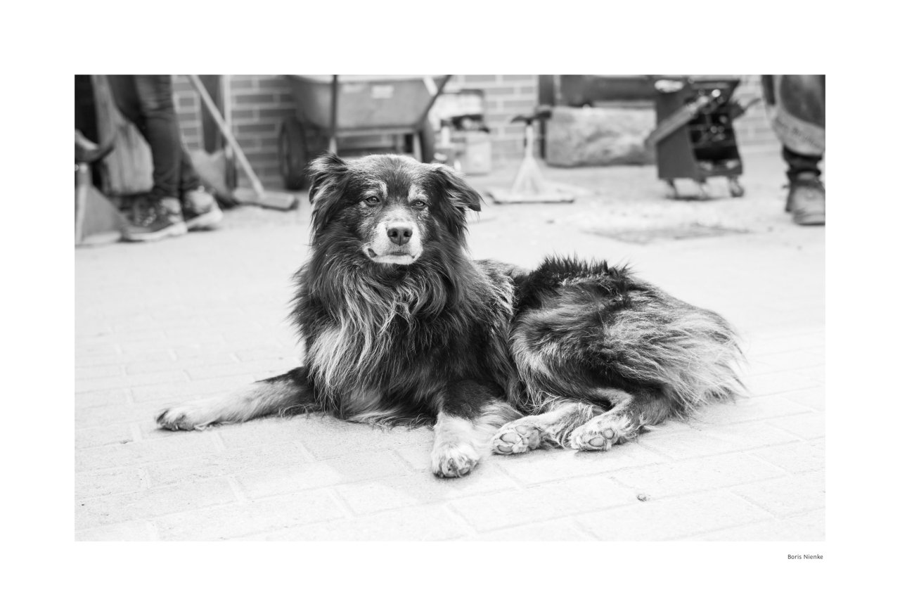 Hund