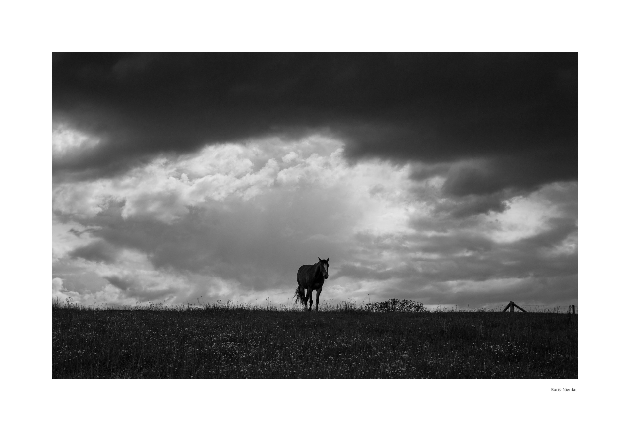 Pferd vor Wolken