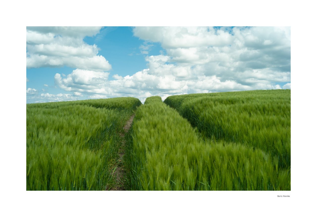 Spuren im Feld