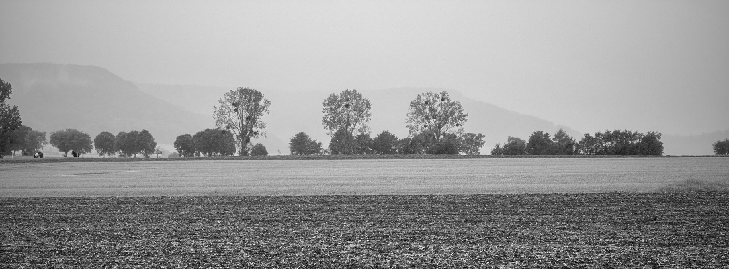 Nieselregen - Drillinge
