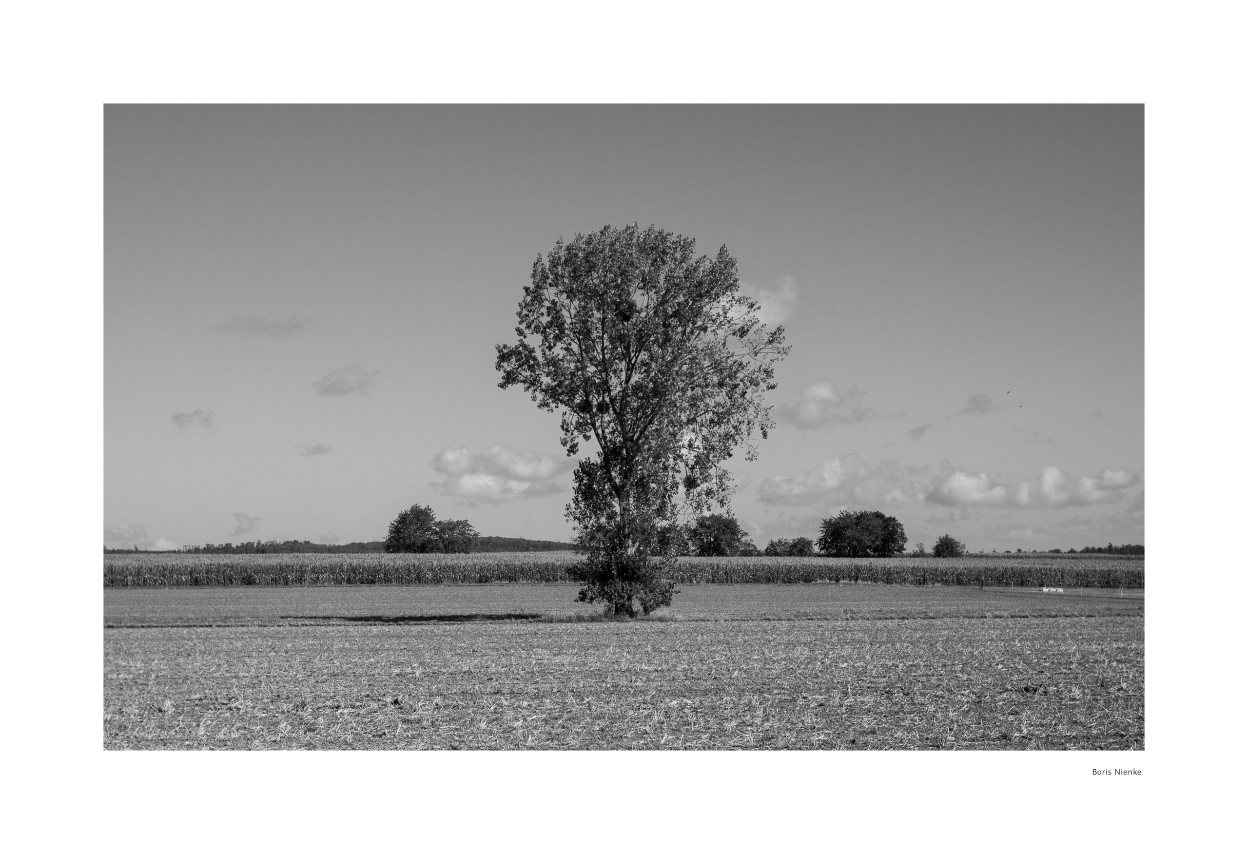 Baum vor Feld