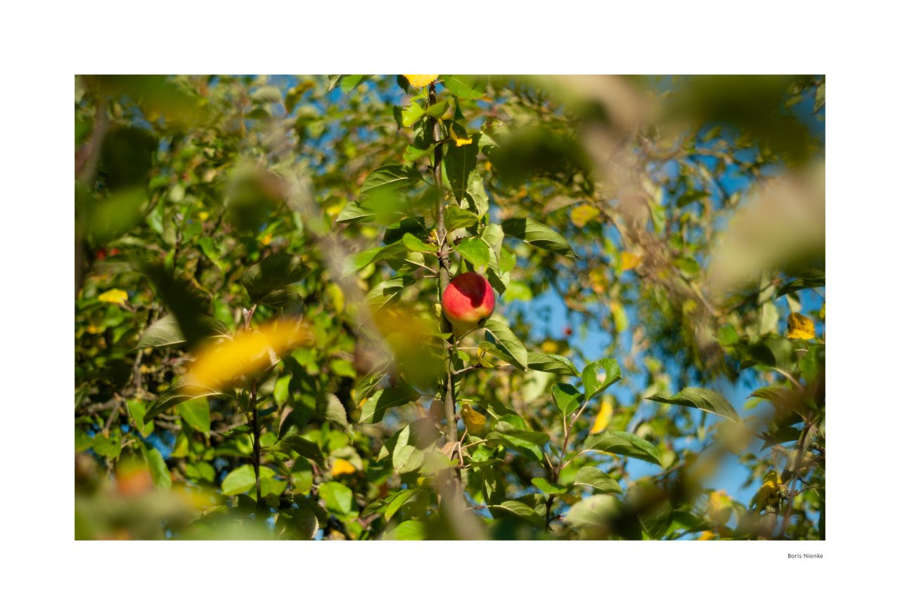 Apfel am Baum