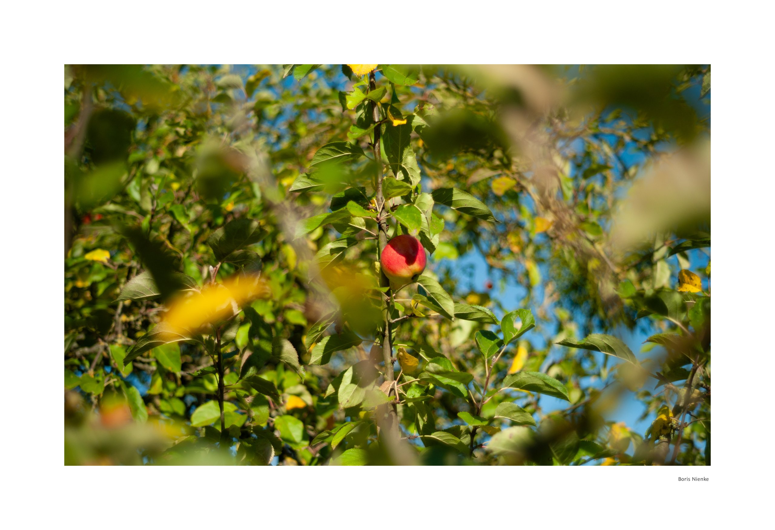 Apfel am Baum