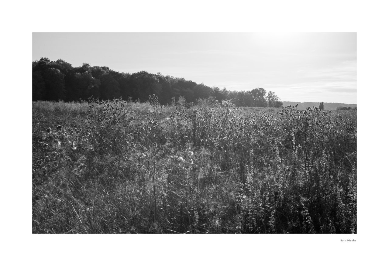 Feld im Gegenlicht