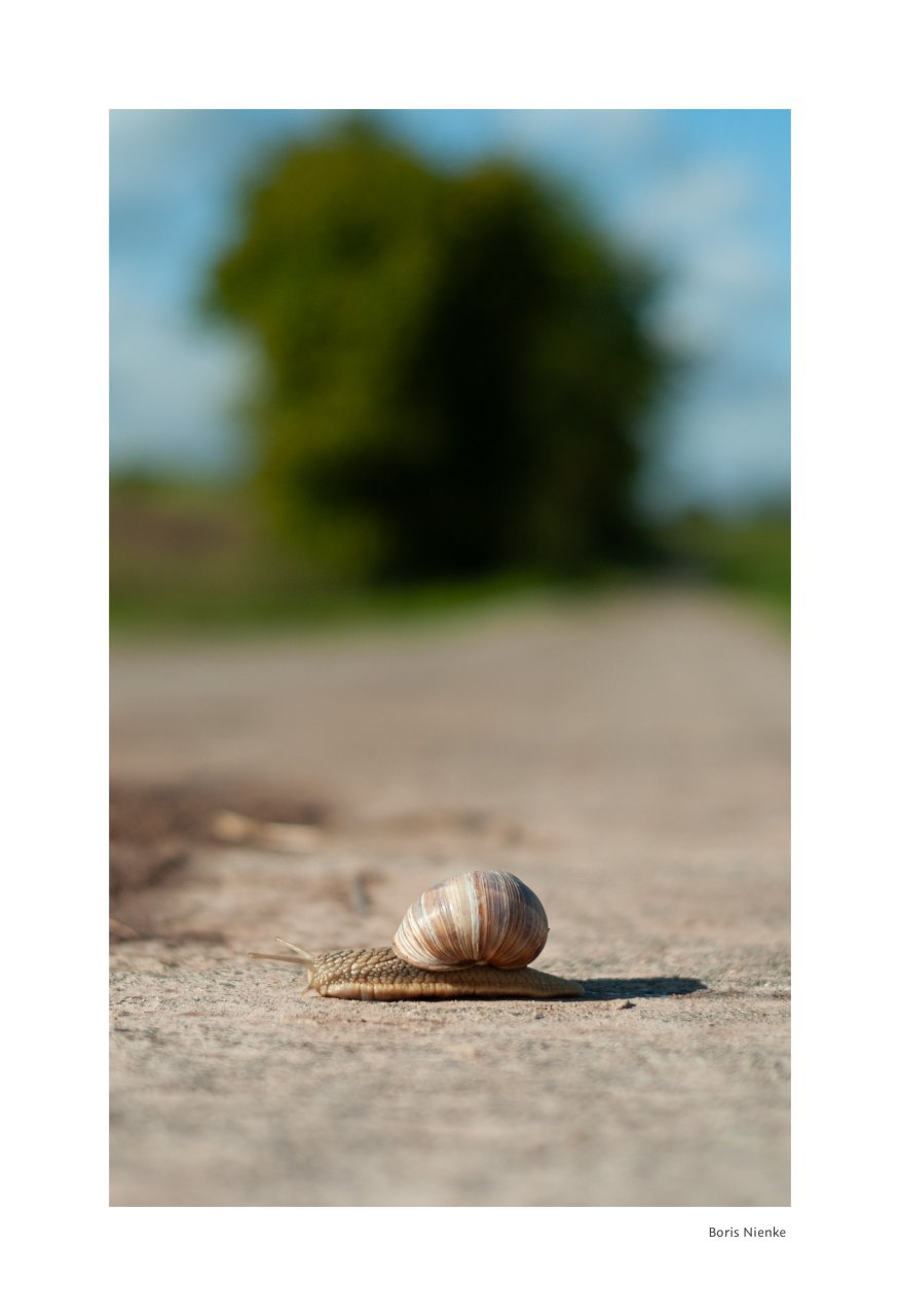 Schnecke nach Regen