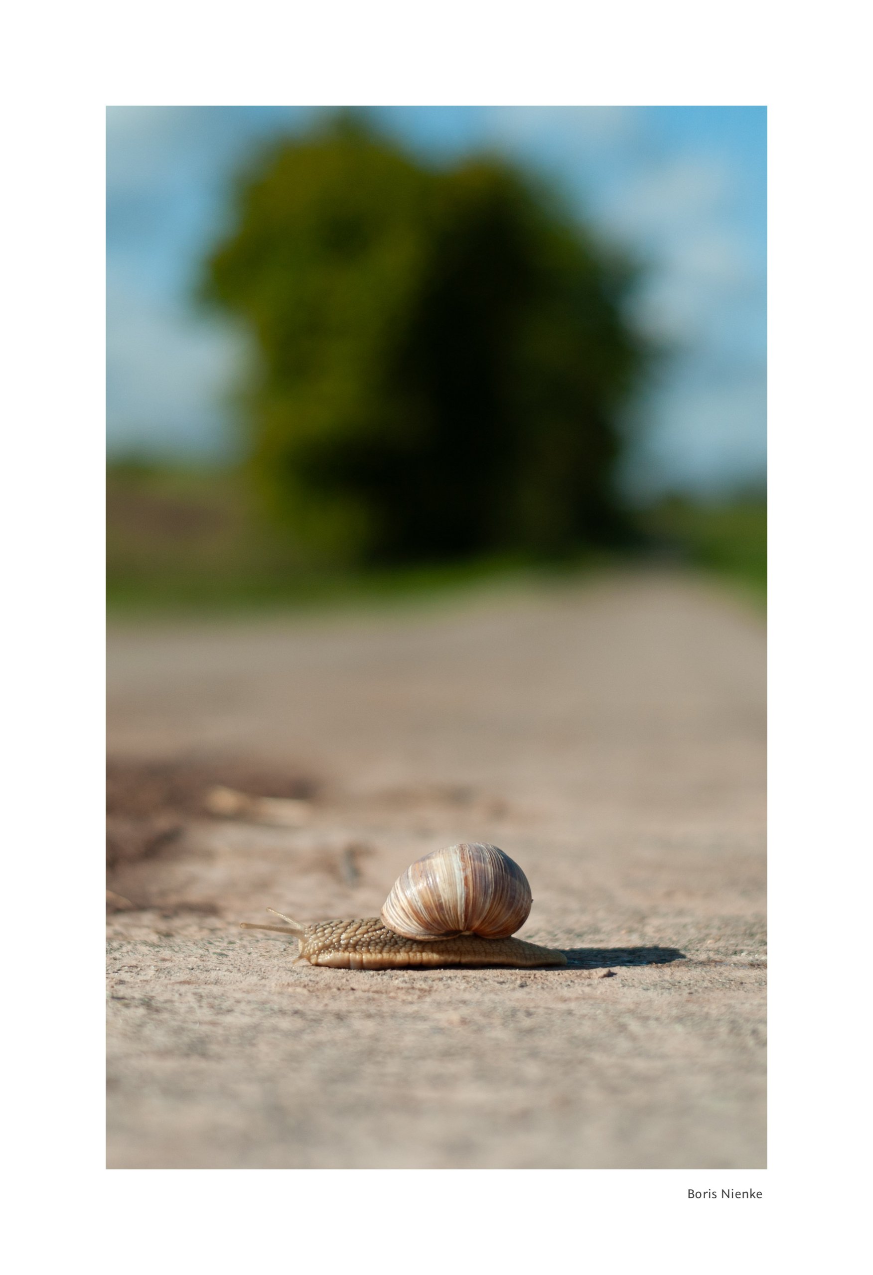 Schnecke nach Regen