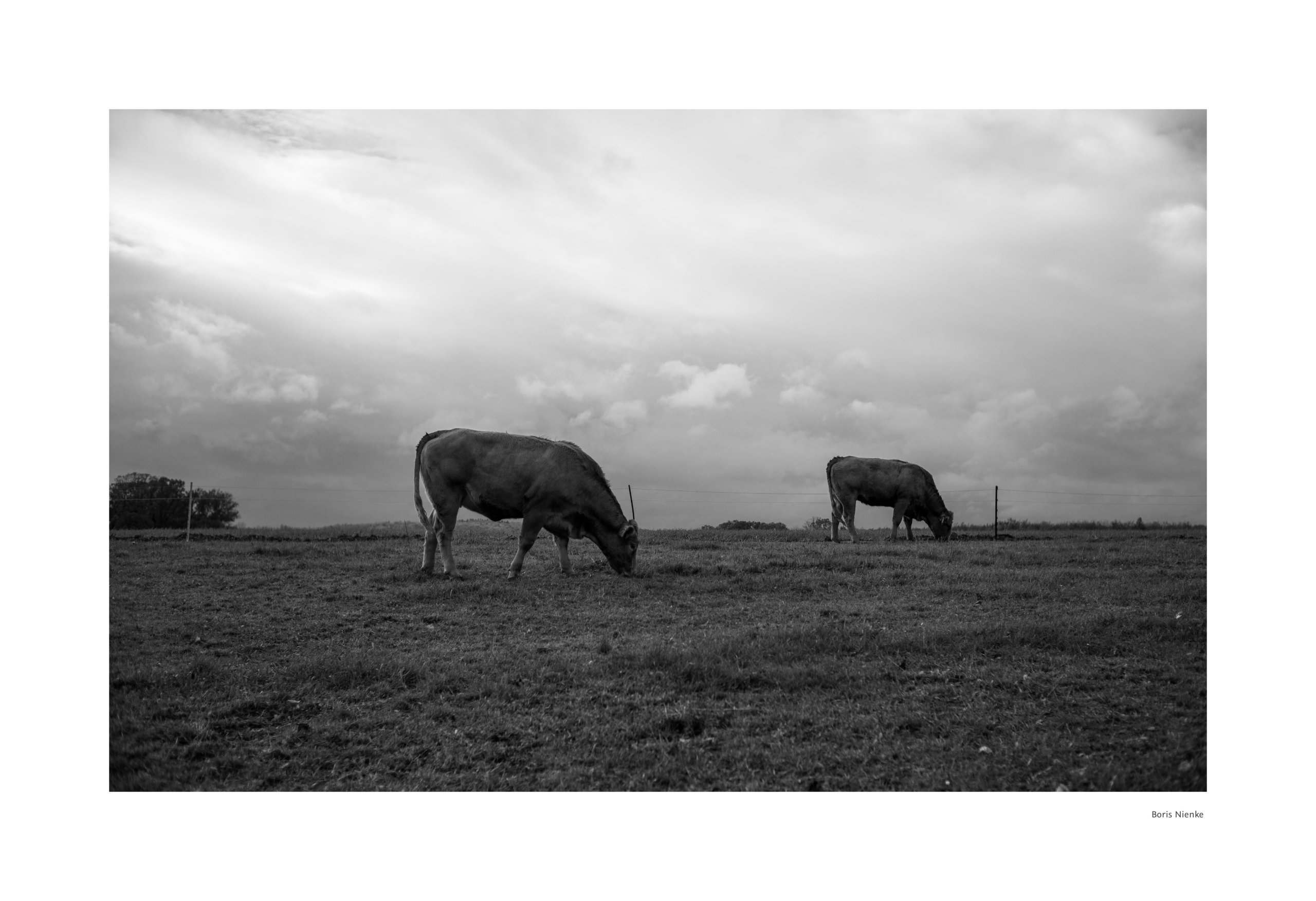 Kühe vor Himmel (2)